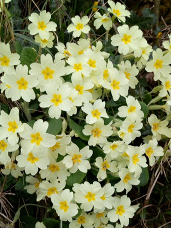 spring primroses