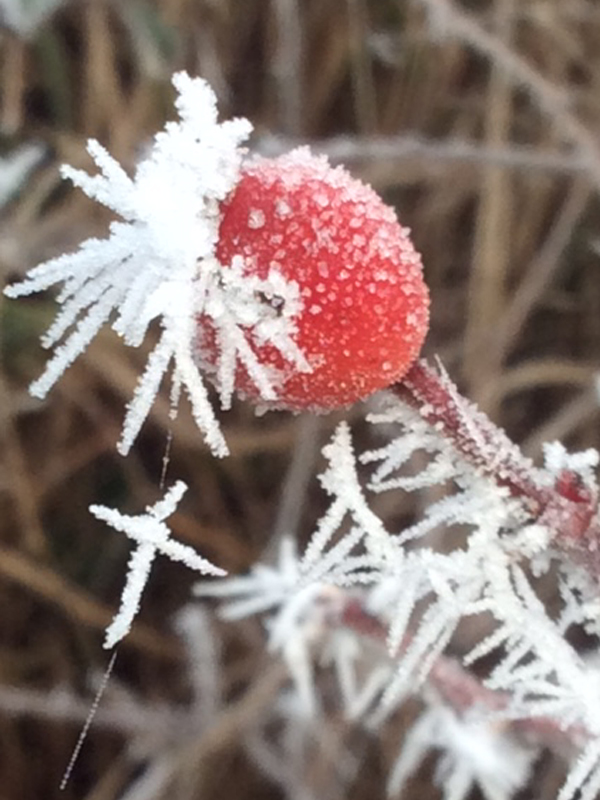 winter frosted berry